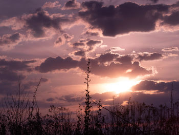 Silhouette plants against sky during sunset