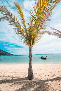 Palm tree on beach against sky