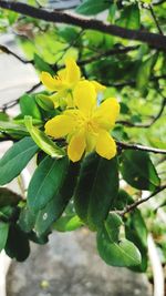 Close-up of yellow flowering plant