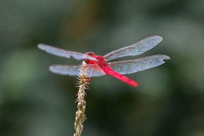 Close-up of dragonfly on flower