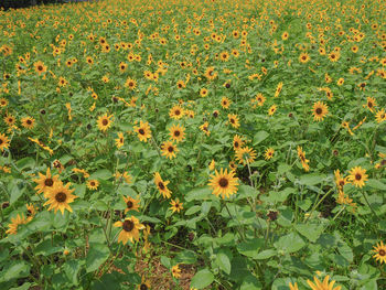 High angle view of flowering plants on field