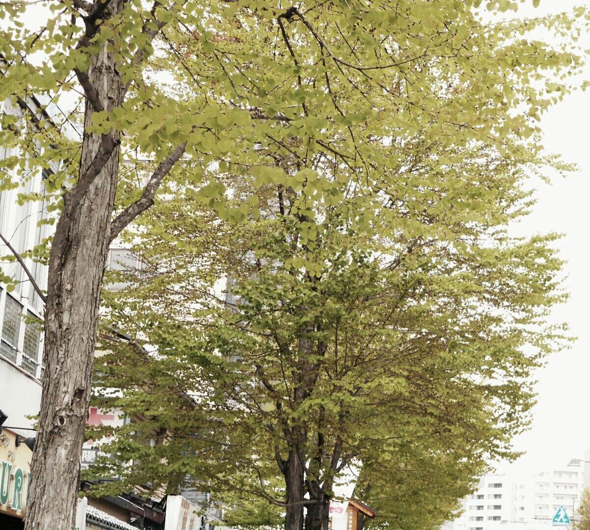 tree, branch, low angle view, growth, building exterior, built structure, architecture, tree trunk, nature, day, outdoors, beauty in nature, sky, no people, city, clear sky, house, residential building, sunlight, residential structure