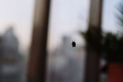 Close-up of bee flying