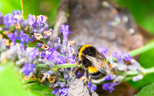 Close-up of bee on purple flower