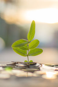 Close-up of green leaves on table