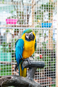 Close-up of a parrot