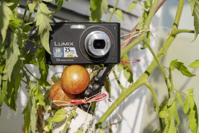 Close-up of camera on plant