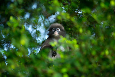 Low angle view of monkey on tree in forest