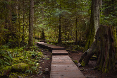 Boardwalk amidst trees in forest