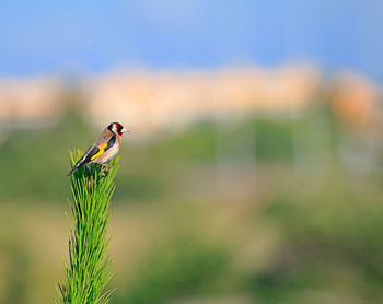 Bird perching on plant during sunny day