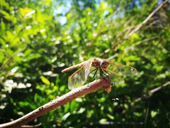 Close-up of insect on plant