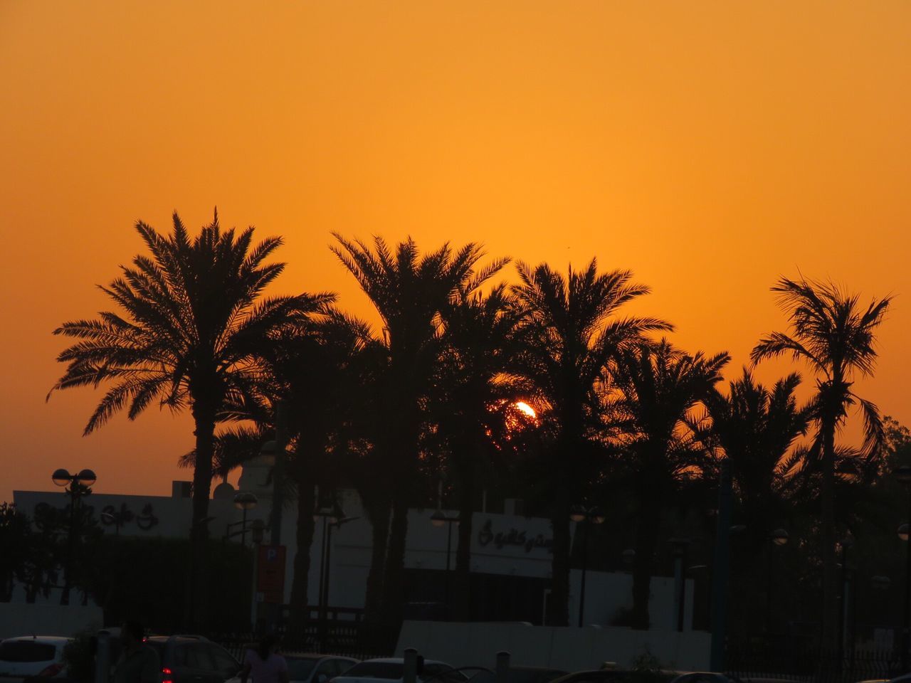 palm tree, tree, sunset, orange color, clear sky, outdoors, silhouette, growth, no people, sky, nature, beauty in nature, day