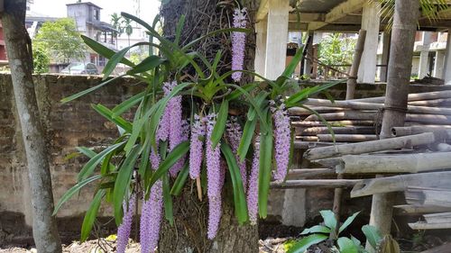 Purple flowering plants in yard