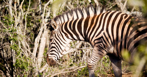 View of a zebra