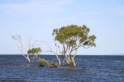 Tree by sea against sky