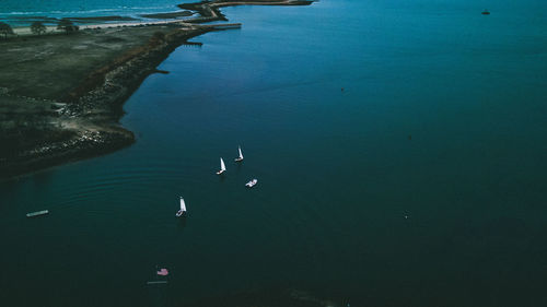 High angle view of birds swimming in sea
