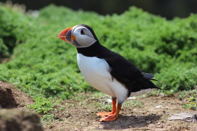 Side view of bird on field