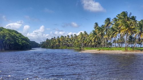 Scenic view of palm trees against sky