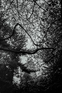 Low angle view of tree branches against sky