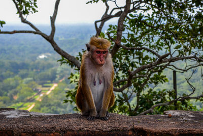 Portrait of monkey sitting on tree against sky