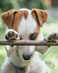 Close-up portrait of dog outdoors