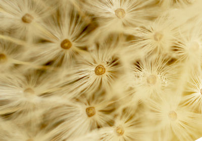 Full frame shot of white flowering plants