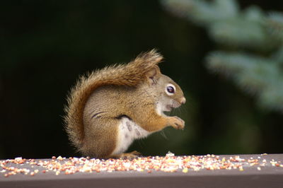 Close-up of squirrel