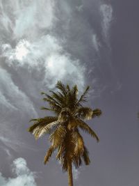 Low angle view of palm tree against sky