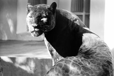 Close-up of panther looking away