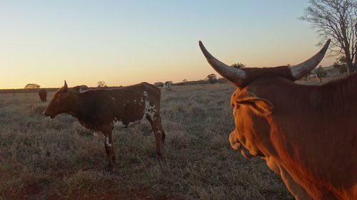 Close-up of cow standing on field against sky