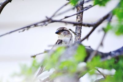 Close-up of bird perching on branch