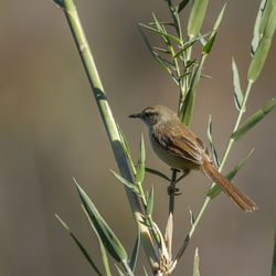 Close-up of bird perching on plant