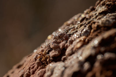 Close-up of dry leaf on plant