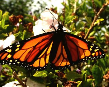 Close-up of butterfly on flower