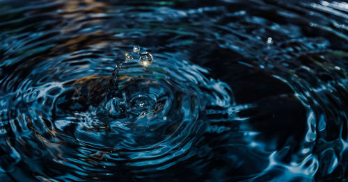 High angle view of turtle swimming in water