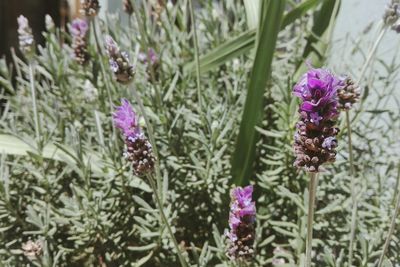 Close-up of purple flowers blooming outdoors