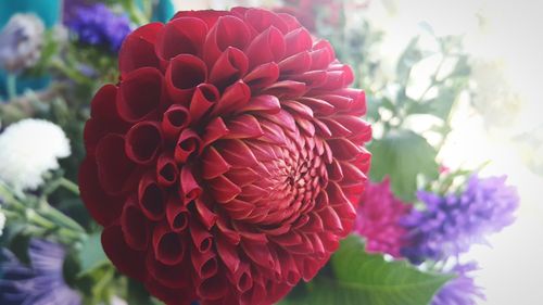 Close-up of dahlia blooming outdoors