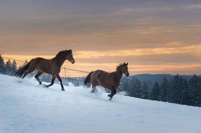 Two horese in snowy landscape at sunset