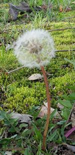 High angle view of feather on field