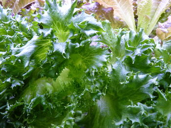 Full frame shot of fresh green plants in water