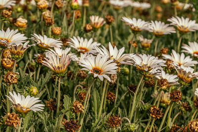 Close-up of white flowering plants on field