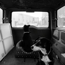 Dog looking through car window