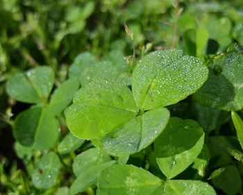 Close-up of leaves on leaf