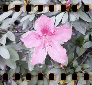 Close-up of flowers