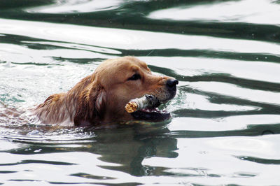 Golden retriever swimming in a river with wood stick in its mouth