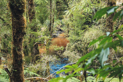 Trees growing in forest