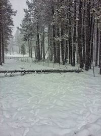 Snow covered trees against sky