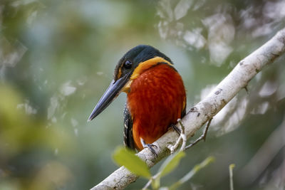 Low angle view of bird perching on branch