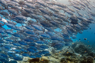 A large flock of sardines swims over a coral reef against the blue water.