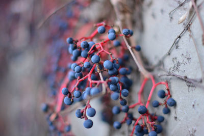 Close-up of berries